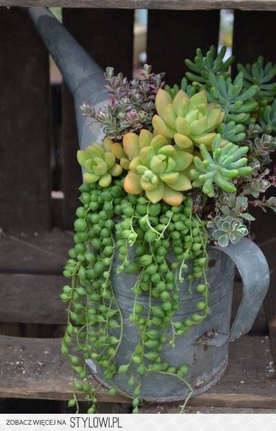 We are loving the succulent trend and what a cute idea to plant them in a watering can. #PinMyDreamBackyard @mrdrewscott @mrsilverscott Succulent Landscaping, Succulent Garden Diy, Succulent Gardening, Succulents In Containers, Have Inspiration, Garden Containers, Cactus Y Suculentas, Amazing Diy, Succulents Diy