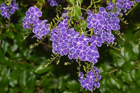 Conoce a la Duranta repens, un arbusto de preciosas flores - https://www.jardineriaon.com/duranta-repens.html #plantas Growing Plants, Beautiful Flowers, Patio, Plants, Flowers, Color, Patios