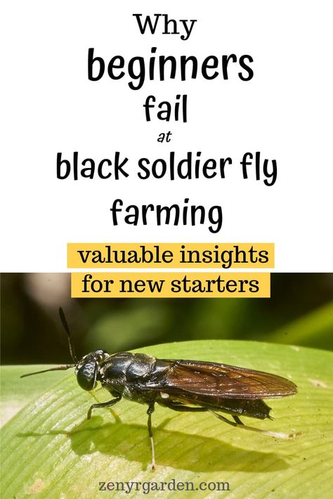 Helpful insights for new beginners. Reasons why most beginners fail when starting a black soldier fly farming. Raising Black Soldier Flies, Black Soldier Fly Farms, Soldier Fly Farming, Black Soldier Fly Farming, Landscaping Farm, Worm House, Farm Landscaping, Permaculture Farm, Farm Tips