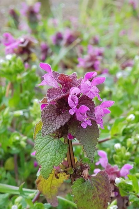 Have you been wanting to learn more about foraging wild plants as locally as your backyard? Check us out! This post is all about the Purple Deadnettle. This plant can be used medicinally and as a culinary ingredient - whoa! Purple Deadnettle, Medicine Plants, Garden Fun, Wild Plants, Planting Herbs, Out Back, Muscle Pain, Medicinal Plants, The Purple