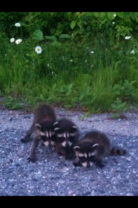 Baby Raccoon Trio! Baby Raccoon, Ferret, Cute Pictures, Animals, Quick Saves