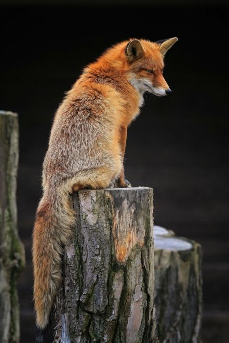 Fox contemplation Fantastic Fox, Regnul Animal, Nature Tour, Cutest Animals, Wild Dogs, Red Fox, Animal Photo, Animals Friends, Spirit Animal