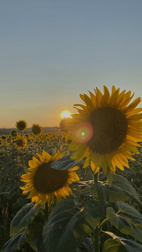 Harpercore Aesthetic, Boho Astethic, Chill Pics, Lock Screen Photo, September Wallpaper, Field Wallpaper, Peach Wallpaper, Flowers Background, Helianthus Annuus