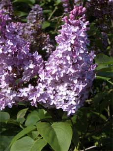 Pruning Lilac Bushes: When To Trim Lilac Bushes Prune Lilac Bush, Lilac Plant, Lilac Bush, Lilac Bushes, Lilac Tree, Garden Care, All About Plants, Trees And Shrubs, In Boston