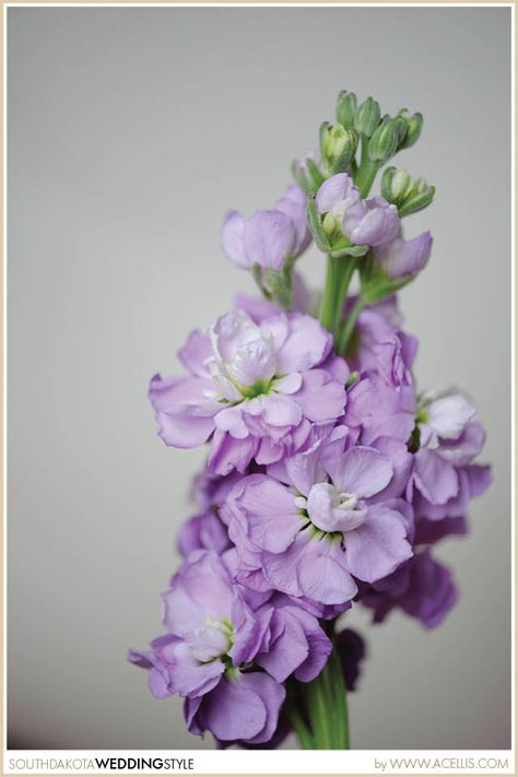 Light Purple Stock Plants Purple, Flower Identification, Stock Flower, Purple Garden, Coastal Gardens, Green Garden, Spring Blooms, Sugar Flowers, Delphinium