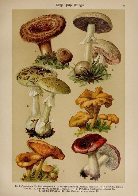 Journaling Collage, Poisonous Mushrooms, Foto Transfer, Botanical Print Set, Vintage Mushroom, Scientific Illustration, Mushroom Art, Vintage Poster Art, Botanical Drawings