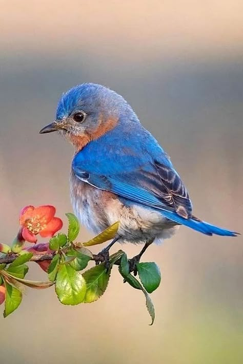 Birds Pet, Birds Cute, Eastern Bluebird, Birds Nature, Pet Cats, Beautiful Bird, Backyard Birds, Bird Pictures, Bird Drawings