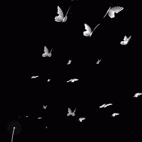 Aesthetic Butterfly GIF - Aesthetic Butterfly Bugs - Discover & Share GIFs Wings Gif, Butterfly Gif, Black And White Gif, Beau Gif, Butterfly Black And White, Gif Background, Gif Photo, Overlays Instagram, Love Background Images