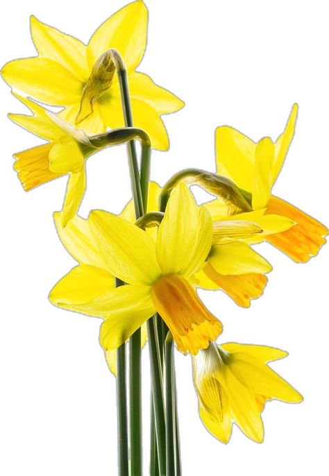 Saint David, Spring Crafts, Daffodils, Wales, This Year, On Instagram, Quick Saves, Instagram