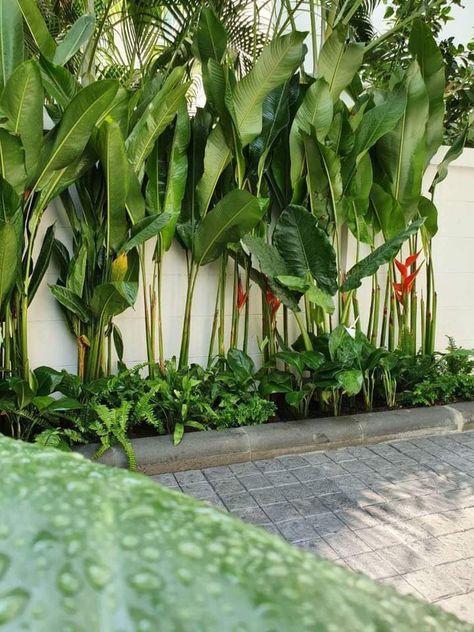 Tropical Backyard Landscaping, Courtyard Plants, Small Tropical Gardens, Gardening Design Diy, Narrow Garden, Vertical Garden Design, Tropical Garden Design, Small Courtyard Gardens, Tropical Backyard