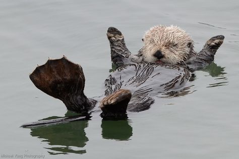 Sea Otter Raft by Michael Yang Photography Atla Aesthetic, Baby Sea Otters, Significant Otter, Otter Love, Sea Otters, Sea Otter, Sea Lion, Marine Animals, Sea Animals