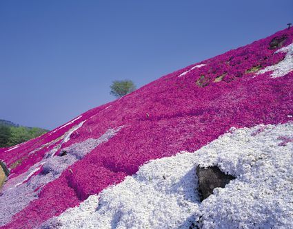 Creeping thyme plants are useful, serving as ground covers or filler plants between stepping stones in sunny areas; they also can be used in cooking. Steep Hill Landscaping, Steep Hillside Landscaping, Small Landscaping, Best Ground Cover Plants, Thymus Serpyllum, Perennial Ground Cover, Landscaping A Slope, Rock Landscape, Small Backyards