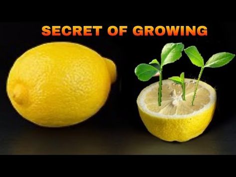 (1700) 100% Sure Trick How To Grow Lemon at Home | How to plant lemon seeds#SHORT - YouTube How To Grow A Lemon Tree Indoors, How To Plant Lemon Seeds, Lemon Seeds Grow How To, How To Grow A Lemon Tree From Seed, How To Grow Lemons From Seeds, Grow Lemons From Seeds, Plant Lemon Seeds, Grow Lemon Tree, Growing Lemons