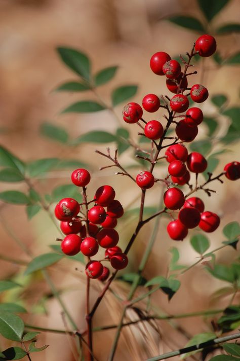 Red Berries Aesthetic, Red Elderberry, Berries Photography, Forest Berries, Fall Berries, Autumn Berries, Berry Branch, Botanical Sketchbook, Holiday Berries