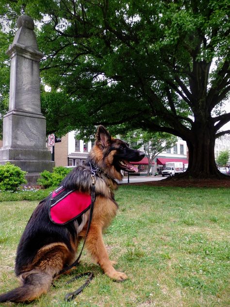 Long hair German Shepherd . Odin - Panjo V. Ljulin. My service dog #WonderlustPup Jarman Safed Dog, Long Hair German Shepherd, Service Dogs Gear, Mean Cat, German Girls, Pet Tips, Service Dog, Dog Gear, Pet Hacks