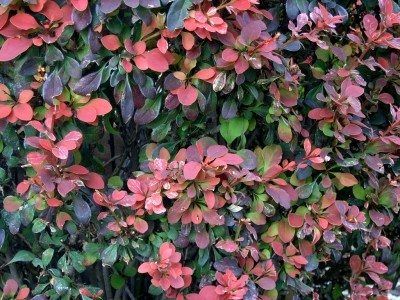 Barberry Shrub, Barberry Bush, Hedge Plants, Bushes And Shrubs, Deer Resistant Plants, Landscaping Flowers, Garden Shrubs, Strawberry Plants, Plant Guide