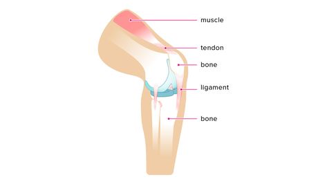 Ligament vs. Tendon: What’s the Difference? Jacqueline Smith, Big Gand, Nepal Culture, Mast Cell Activation Syndrome, Ligaments And Tendons, Sports Therapy, Moral Stories For Kids, Cells Activity, Leg Injury