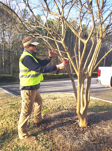 Crepe Myrtle Branch Projects, Trimming Crepe Myrtles, Crepe Myrtle Landscaping, Crepe Myrtle Trees, Crepe Myrtles, Front Landscape, Garden Sanctuary, Myrtle Tree, Plant Tips