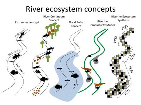 River ecosystem concepts River Diagram, River Landscape Architecture, River Ecosystem, Landscape Diagram, Environmental Architecture, Landscape Architecture Diagram, Conceptual Model Architecture, Conceptual Sketches, Urban Design Concept