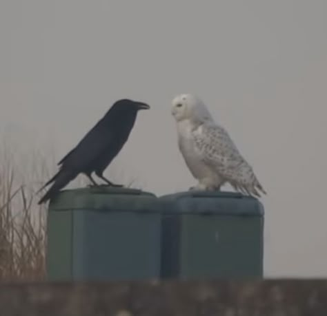 Crow Holding Flower, Raven Bird Aesthetic, Crow Pfp Aesthetic, Kylecore Aesthetic, White Owl Aesthetic, Black Bird Aesthetic, Crow Core Aesthetic, Crow Character Design, Owls Aesthetic