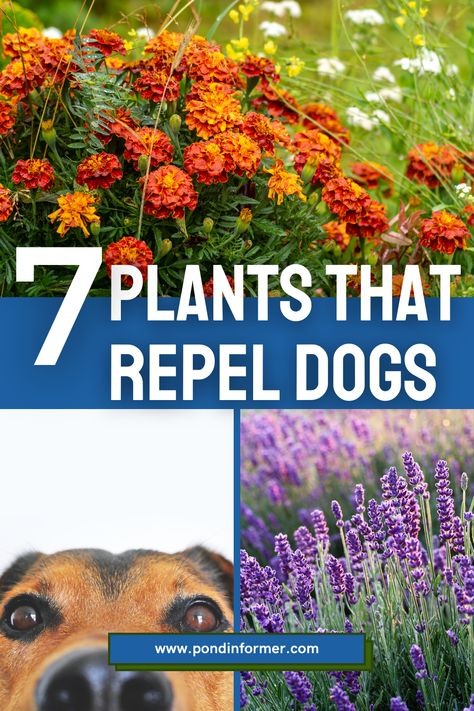 Explore 7 plants known for their ability to naturally repel dogs, helping to deter untrained pets and strays from causing trouble in your garden. #PondInformer #DogRepellent #GardenSafety Dog Pee Resistant Plants, Dog Urine Resistant Plants, Dog Friendly Flower Beds, Plants That Repel Dogs, Keeping Dogs Out Of Flower Beds, Dog Friendly Plants Outdoor, Keep Dogs Out Of Flower Beds, How To Keep Dogs Out Of Flower Beds, Plants That Repel Cats