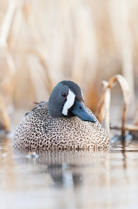 Blue-winged Teal, Anas discors, male, McPherson County, South Dakota | David Stimac Photography Redhead Duck, Duck Photography, Waterfowl Art, Duck Stamp, Blue Winged Teal, Bird Carving, Blue Wings, Duck Hunting, Swans