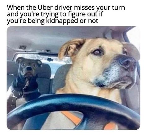 Funny Car Memes, Meme Comics, Clean Memes, Funny Dog Memes, Funny Jokes For Adults, Morning Humor, Memes Humor, Funny Animal Memes, Dog Memes