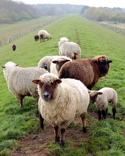 Scenes from Insel Föhr in Germany | Flickr - Photo Sharing! Herd Of Sheep, Counting Sheep, Sheep And Lamb, Oita, The Good Shepherd, 귀여운 동물, The Farm, Country Life, Farm Life