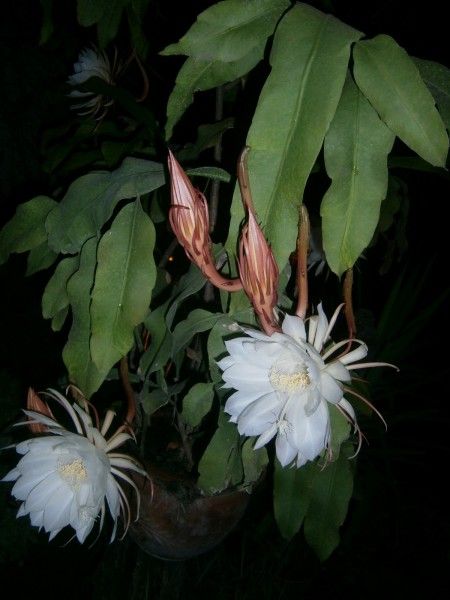 Epiphyllum oxypetalum - Buds and Flowers: given to me by my friend Mary. Not sure about care. Wanted to know what the flowers looked like. Wow Nocturnal Flowers, Epiphyllum Oxypetalum, Kaktus Dan Sukulen, Night Blooming Flowers, Orchid Cactus, The Dark Night, Blooming Cactus, Night Flowers, Moon Garden