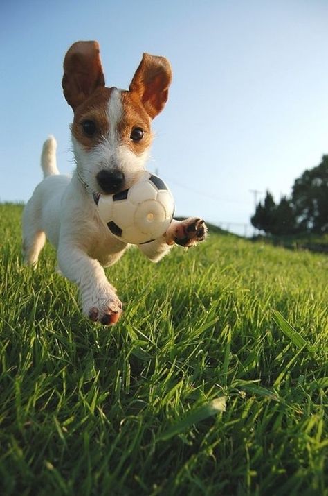 You can't look at this picture and not be happy! Chien Jack Russel, Jack Russells, 강아지 그림, Russell Terrier, Jack Russell Terrier, The Grass, Baby Dogs, Jack Russell, Border Collie