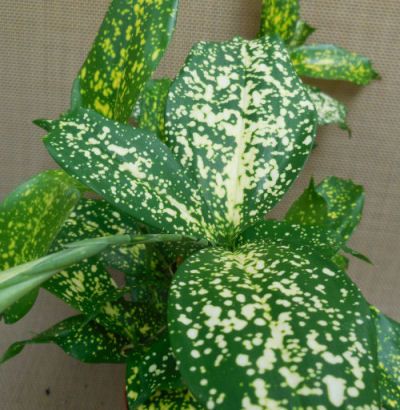 Leaves of a Gold Dust Dracena Hanging Herb Garden Indoor, Gold Dust Plant, Hanging Herb Gardens, Vertical Herb Gardens, Cactus House Plants, Snake Plant Care, Water Therapy, Dracaena Plant, Hanging Herbs