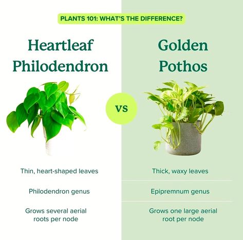 Heartleaf philodendron vs pothos. Whats the difference? ⤵️ For many beginner plant parents, distinguishing between the heartleaf philodendron and pothos (especially varieties like neon pothos and neon philodendron) can be quite a challenge. At first glance, these lush, vining plants share a striking resemblance with their heart-shaped leaves and trailing growth habit, making them a popular choice for indoor gardens. However, upon closer inspection, several key differences emerge, helping to... Pothos Vs Philodendron, Neon Philodendron, Philodendron Varieties, Pothos Varieties, Heartleaf Philodendron, Philodendron Hederaceum, Vining Plants, Neon Pothos, Epipremnum Aureum