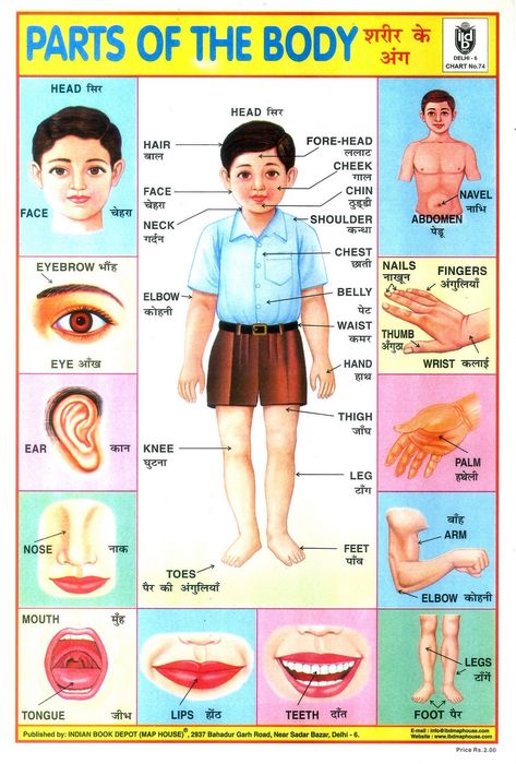 https://flic.kr/p/dgVDag | Parts of the Body | One of a Collection of Indian School Posters.  Many of the posters are from the Indian Book Depot, which was established in 1936 in Lahore, and is now located in Delhi's Sadar Bazaar. A few are from other publishers such as Sriram, Madurai. Body Parts For Kids, Body Name, Body Chart, Hindi Alphabet, Hindi Language Learning, Learn Hindi, Hindi Worksheets, Learning English For Kids, Human Body Parts