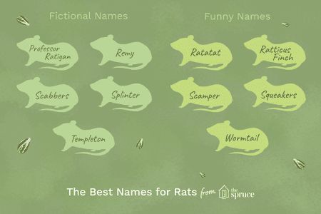 Pet Rat Names, Hairless Rat, Pet Mouse, Cute Pet Names, Pet Rodents, Pet Rat, Unique Name, Animal Education, Pet Mice