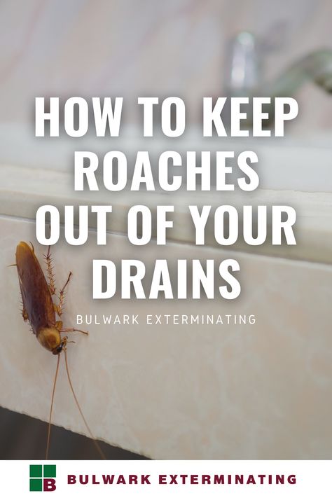 Keep Roaches Out Of House, Borax For Roaches, Boric Acid For Roaches, Kill Roaches Fast, How To Get Rid Of German Roaches Fast, Roach Infestation How To Get Rid Of, Kill Roaches Naturally, Household Bugs, Roach Infestation