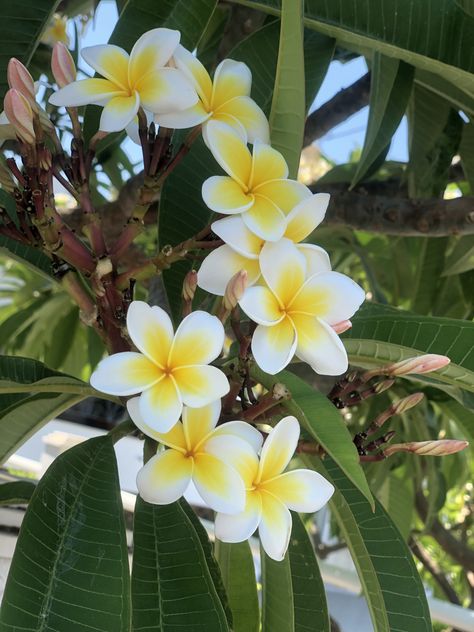 Plants Pictures, Hawaii Flowers, Plumeria Flowers, Nothing But Flowers, Pretty Landscapes, Flowers Beautiful, Flower Therapy, Flowers Bloom, Pretty Plants