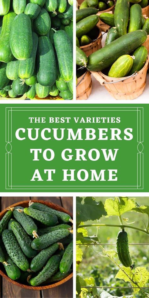 Types Of Cucumbers To Grow, Types Of Cucumbers, Easiest Veggies To Grow, Veggies To Grow, Making Dill Pickles, Homemade Pickles Dill, Vegtable Garden, Cucumber Varieties, Fresh Eating