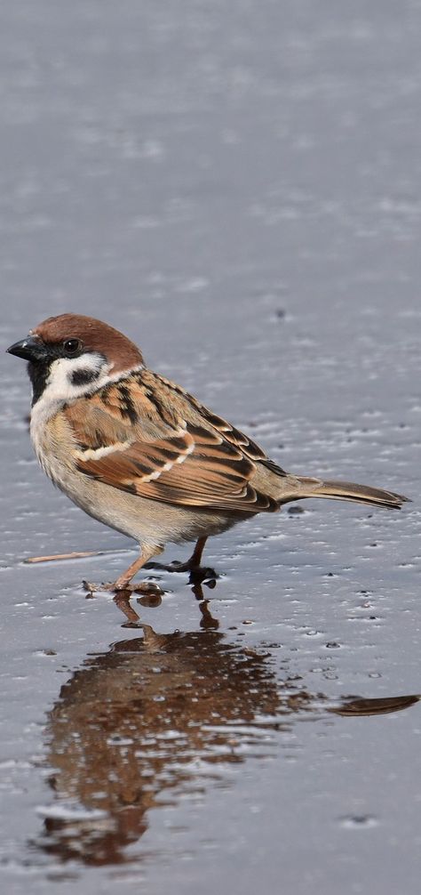 Mus Bird Sparrow, Sparrow Art, Bird Sketch, Sparrow Bird, Sparrows, Nature Birds, Bird Pictures, Animal Sketches, Bird Drawings