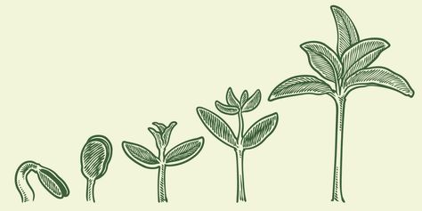 Plant growth stages vector. hand drawing engraving style illustration Growth Painting, Growth Drawing, Plant Growth Stages, Growth Plant, Plant App, Mother Images, Sprouting Seeds, Plant Problems, Plant Growing