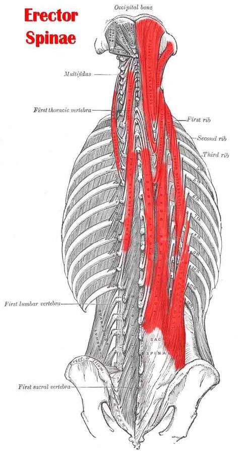 Erector Spinae Muscle Erector Spinae Muscles, Muscle Physiology, Erector Spinae, Spine Problems, Muscles Of The Neck, Thoracic Vertebrae, Body Pain Relief, Massage Therapy Techniques, Human Body Anatomy