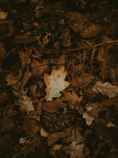 dried leaves photo – Free Leaf Image on Unsplash Yaelokre Oc, Decaying Leaves, Pictures Of Leaves, Butterfly Cocoon, Sustained Investigation, Desktop Wallpaper Fall, Kieta Hatsukoi, Ash Leaf, Leaves Photo