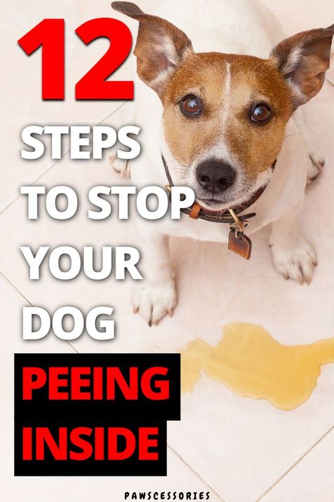 In this article we discuss: The 8 reasons dogs pee inside, 12 tips to get your dog to stop peeing inside, How to get male dogs to stop peeing on everything, and more! How To Train Dog To Pee In One Area, Diy Dog Pee Repellent, Deskunking A Dog, Crate Training Dog, Dog Pee, Dog Cuts, Getting A Puppy, Dog Hacks, 12 Step