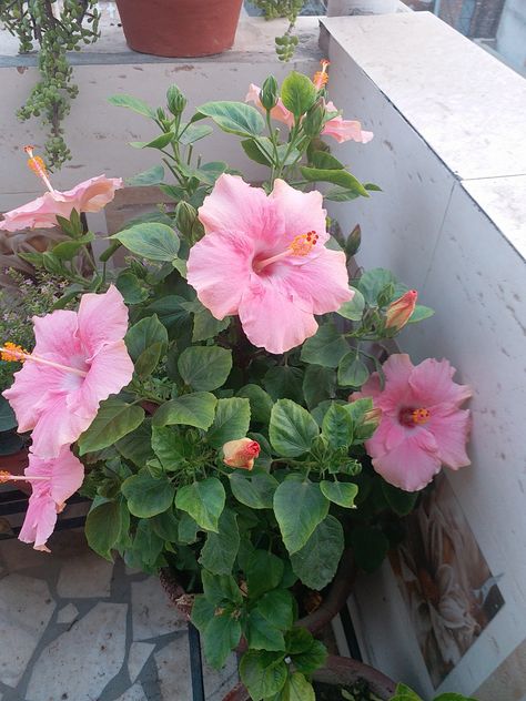 Pink hibiscus, home grown, gardening, gardened, terrace,garden, plant, potted Potted Hibiscus, Hibiscus Garden, Pink Hibiscus, Home Grown, Hibiscus Flower, Terrace Garden, Hibiscus Flowers, Hibiscus, Planting Flowers