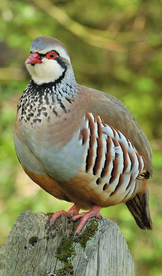 Red-legged Partridge (Alectoris rufa) is a gamebird in the pheasant family Phasianidae of the order Galliformes, gallinaceous birds. It is sometimes known as French Partridge, to distinguish it from the Grey or English Partridge. Bird Sitting, Kinds Of Birds, Bird Watcher, Game Birds, Bird Pictures, Exotic Birds, Partridge, Pretty Birds, Bird Photo