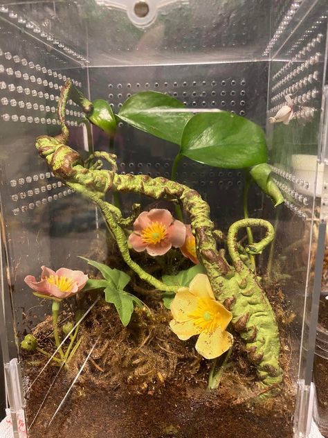 Praying Mantis Enclosure, Mantis Terrarium, Mantis Enclosure, Orchid Praying Mantis, Terrarium Tank, Orchid Mantis, Praying Mantis, Terraria, Vivarium