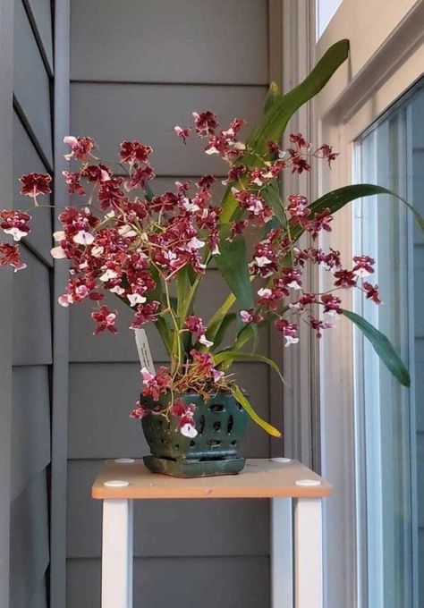 How To Take Care Of Chocolate Orchid? Scented Plants, Oncidium Orchids, Big Chocolate, Types Of Orchids, Best Flowers, Chocolate Brown Color, Best Plants, Garden Store, Chocolate Chocolate