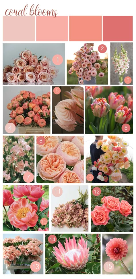 April Wedding Colors, Coral Wedding Colors, Color Durazno, Coral Wedding Flowers, Coral Charm Peony, Wedding Flower Guide, Pantone Color Of The Year, April Wedding, Flower Guide