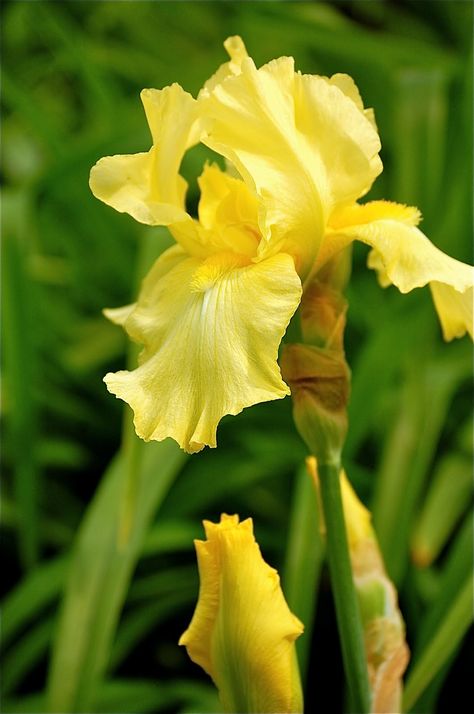 Yellow iris ~ Jeremy mentioned about liking these so they are available Yellow Iris Flower, Light Bulb Plant, Yellow Iris, Small Nurseries, Iris Flower, English Cottage Garden, Bearded Iris, Iris Flowers, Bulb Flowers