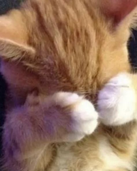 Pretty woman🙈🫶 Tiny Orange Kitten, Cutest Cats Ever, Mean Cat, Silly Cats Pictures, Cute Cats Photos, Curious Cat, Cat Photography, Cat Behavior, Funny Cute Cats