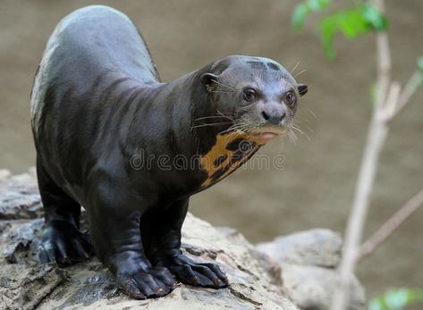 Otter. Giant River Otter Standing On Rock Ledge #Sponsored , #SPONSORED, #paid, #Giant, #Ledge, #Rock, #Otter Otter Standing, Giant Otter, Giant River Otter, River Otters, American Animals, River Otter, Endangered Animals, Anime Animals, Animal Posters